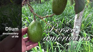 Avocado Persea americana [upl. by Leeke726]