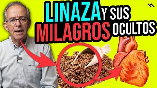 5 beneficios de la linaza  La linaza y sus beneficios [upl. by Spieler]