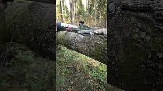 Silky Katanaboy 500 vs 8quot birch log silky bushcraft handsaw [upl. by Kerat]