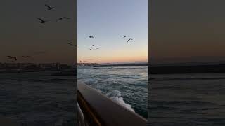 Pelicans Facts  Masters of Fishing BY Way To Wild pelicans facts youtubeshorts [upl. by Damalus]