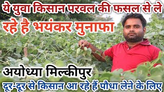 किसान विदेशी परवल की फसल से कमा रहे है अच्छा मुनाफा  Point Gaurd Farming  Power Tiller Finance [upl. by Ronel265]