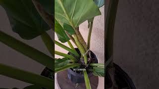 Philodendron melinonii philodendron philodendronmelinonii aroid [upl. by Spearing]