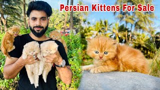 Persian Cats For Sale  Triple Coat persian kittens  persian cat  persian cat price in india [upl. by Coleman]