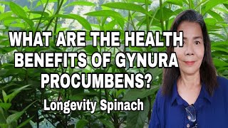 WHAT ARE THE HEALTH BENEFITS OF Gynura procumbens Longevity spinach [upl. by Anada]