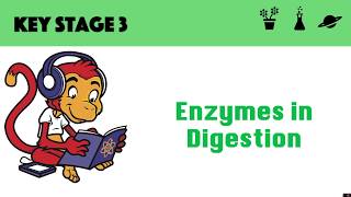 Enzymes in digestion [upl. by Dominic]