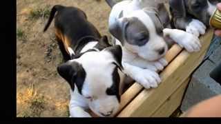 American staffordshire terrier  puppies  5 weeks [upl. by Ydniw466]