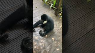 HumanGibbon Connection  Heartwarming Moments short wildlife [upl. by Yelsa]