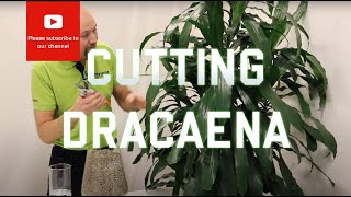 Cutting from a Dracaena [upl. by Garzon231]