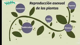 La reproducción asexual de las plantas [upl. by Bartle139]