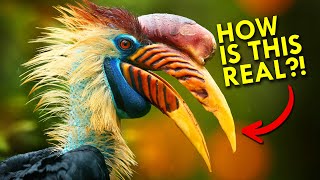 Hornbills Are Too Weird To Be Real [upl. by Heywood]