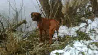 Redbone Coonhound treeing a raccoon [upl. by Martin]