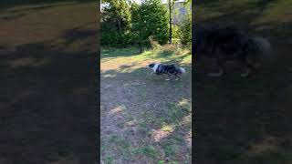 Sheepdog training with Blue  Blue Merle Border Collie Short [upl. by Stacia81]