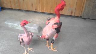 Featherless chicken 1 [upl. by Ellerahc685]