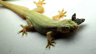 Lizard eating Butterfly Close Up Zoom Video  House Gecko Chipkali [upl. by Hicks]