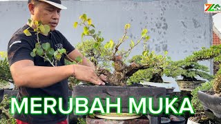 PART 3 AKTIFITAS PAGI PRUNING WARU [upl. by Ecnerrot]