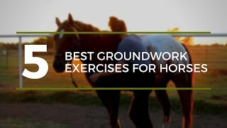 5 Best Groundwork Exercises for Horses [upl. by Schweiker]