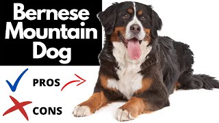 Bernese Mountain Dog Pros And Cons  The Goods AND The Bad [upl. by Mutat335]