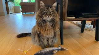 Awesome Maine Coon Cat Playing [upl. by Surtemed]