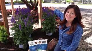 Enjoying Perennial Salvia Plants in your Garden [upl. by Ninon]