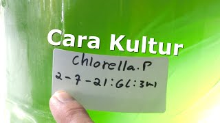 Cara Kultur Chlorella Murni [upl. by Krm]