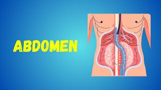 Abdominal Organs  Aorta and its Branches  Muscles of Posterior Abdominal Wall [upl. by Damara37]