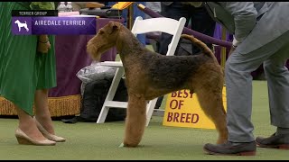 Airedale Terriers  Breed Judging 2023 [upl. by Durrell]