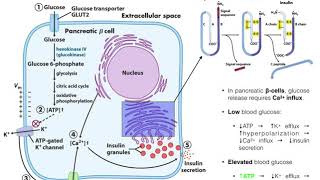 The Mechanism of Insulin Release by Pancreatic βcells [upl. by Hesler]