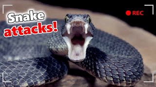 Snake attack sound  Snake bite sound effect [upl. by Ecyt439]