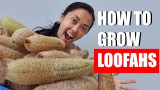 How to grow luffa loofah from seed [upl. by Wharton]