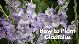 All About Gladiolus  How to Plant Harvest Succession Plant Dig and Store Gladiolus Corms [upl. by Zorah]