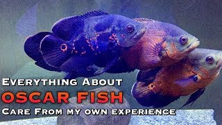 Everything About Oscar FishCARE amp Maintenance  Tamil [upl. by Adnawot919]