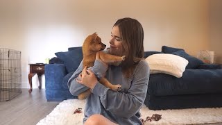 first 24 hours with my shiba inu puppy  VLOG [upl. by Nnylyram]