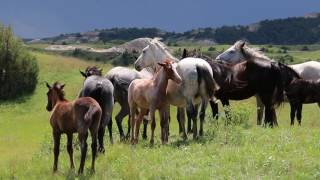 Theodore Roosevelt National Park Wild Horses [upl. by Eelik]