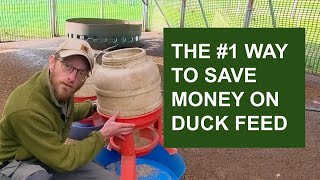 The best type of duck feeder [upl. by Treblig]