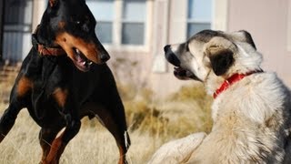 Doberman vs Kangal [upl. by Berkman]