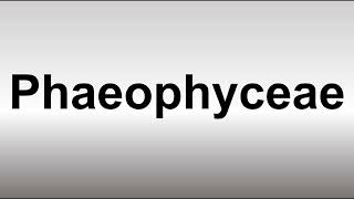 How to Pronounce Phaeophyceae [upl. by Adiel]