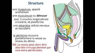 Anatomie de la vessie [upl. by Schach258]