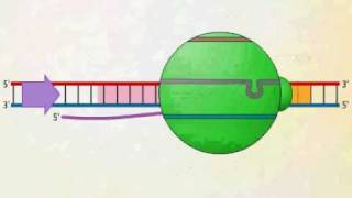 mRNA Synthesis Animation Video [upl. by Eevets]