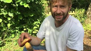 Identifying Suillellus luridus the Lurid Bolete [upl. by Ateekram552]