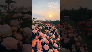 Lam yalid walam ulad🥹😭trending youtube beautiful islamic sorts reels [upl. by Mariann21]