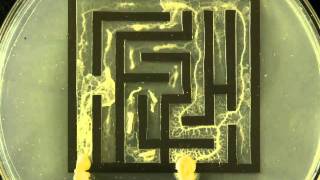 Slime mold solving maze [upl. by Haroldson]