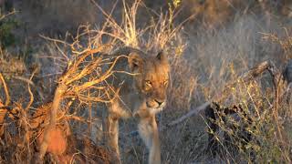 Is the Kambula lioness PREGNANT [upl. by Ocsecnarf]