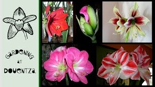 Four Easy Steps To Reflowering AmaryllisHippeastrum [upl. by Bobbe327]