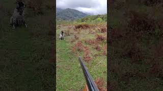 English Setter Bıldırcın Avı avcılık shortvideo youtubeshorts huntingseason hunters hunting [upl. by Rannug]