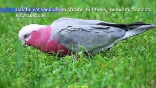 Best of Galah in 4K Most noisy yet beautiful Australian cockatoo Most cute pink bird Galah sound [upl. by Lytsyrk]