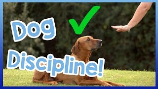 How to Correctly Tell a Dog Off Dog Discipline VS Punishment [upl. by Ihana]