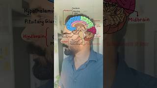 Anatomy of brain 🧠  Diagram of human brain  Biology Diagrams [upl. by Gilberte459]