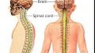 Anatomy and Physiology of Nervous System Part Spinal Cord Nerves [upl. by Yenaj]