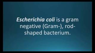 How to pronounce Escherichia coli E coli Pharmcabulary for Memorizing Pharmacology Flashcard [upl. by Brnaba485]