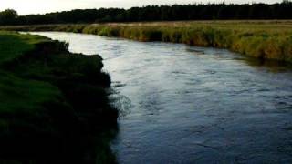 Skjern Å  River Skjern  a salmon river in Denmark 1 [upl. by Liahus]